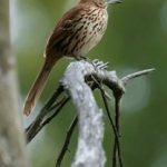 网络老虎机:揭秘在线博彩背后的运作机制与策略 bx70b7y