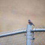 CBA全运会篮球赛直播:精彩对决不容错过 ku5ianuq3k