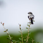 《传奇3》经典重现,重温昔日热血直播盛宴 zqket7la83